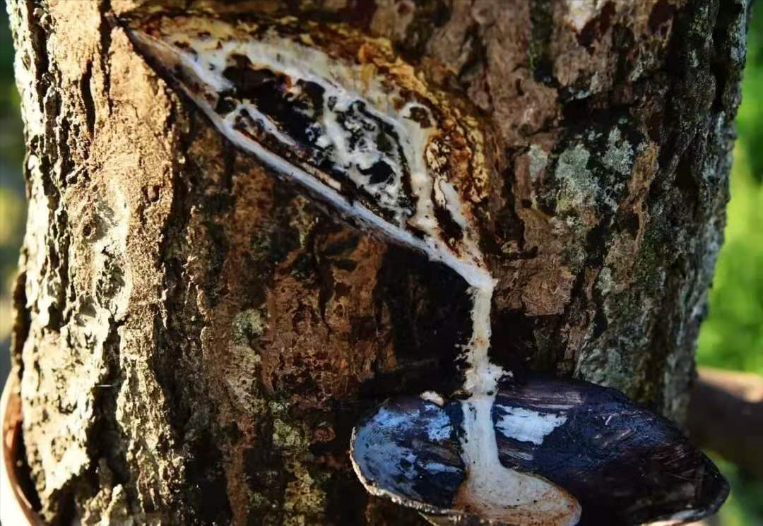 认识植物界的“六大毒树”，看到“绕道走”，涨姿势不吃亏