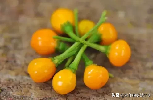 这是世界上最贵的辣椒!每公斤23万,想买还买不到