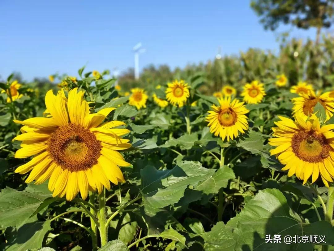 油葵品种,油葵品种哪个好