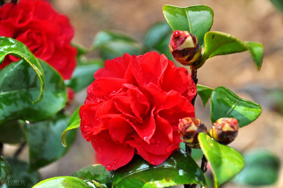 杨花榆荚无才思：韩愈七绝《晚春》有讽刺之意么？