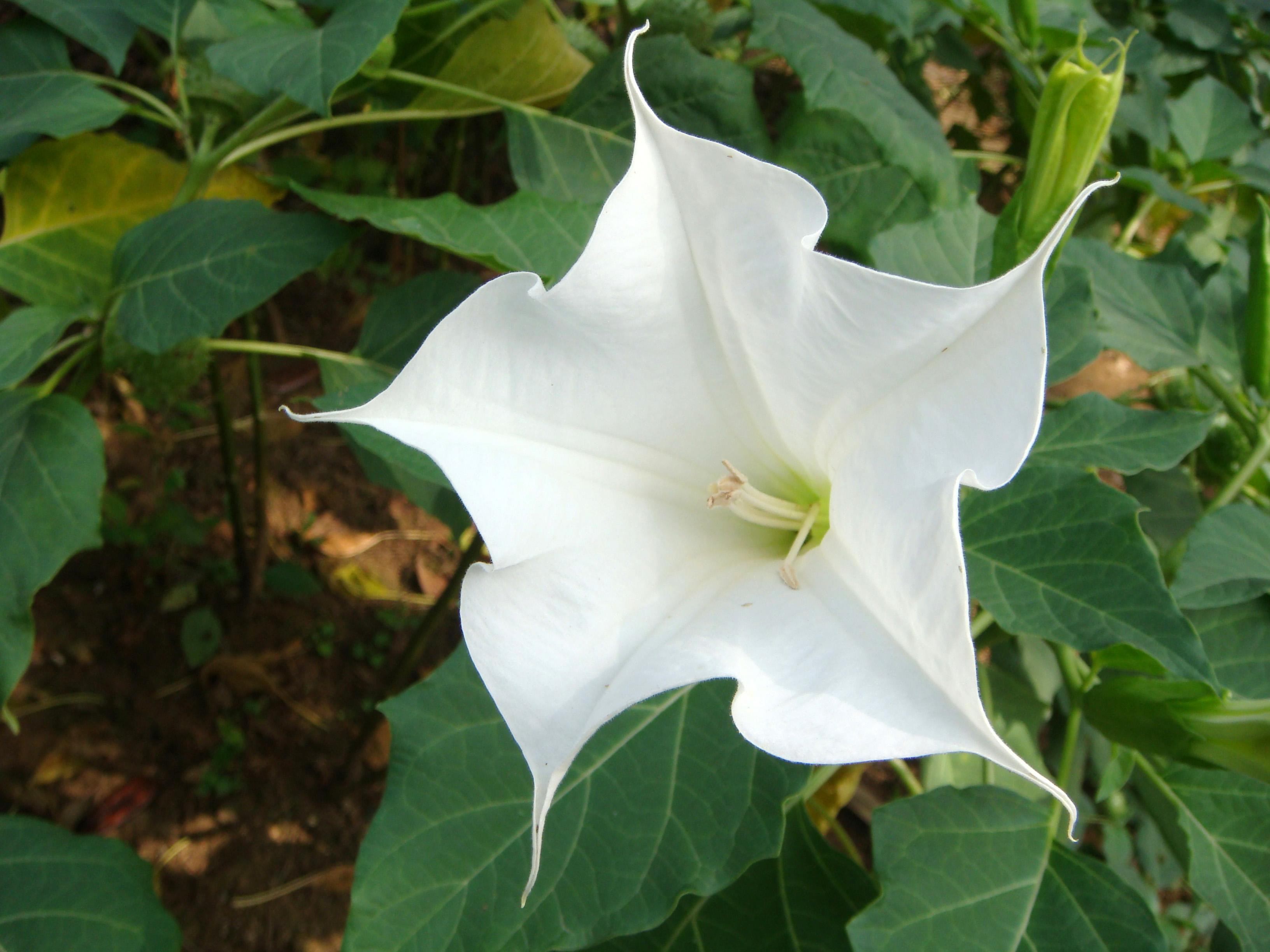这4种花，是“佛教花”，被称为见花见“吉祥”，您养过吗