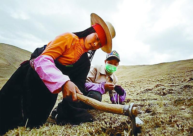 「虫草冬虫夏草」冬虫夏草的价格详解（1千克虫草最高价值百万）