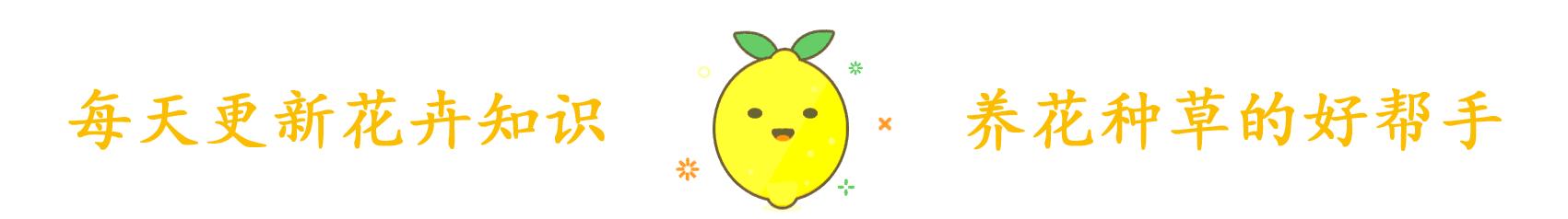 马蹄莲,优雅的化身,家养要注意什么