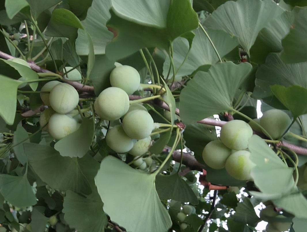 银杏果是什么样子 -生活知识库-动动脑