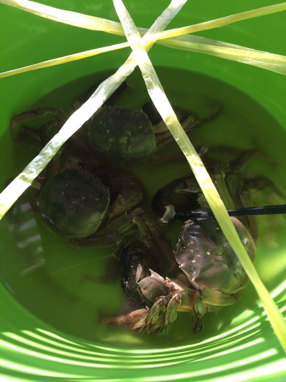 河蟹怎么保存不会死,河蟹活着的怎么保存