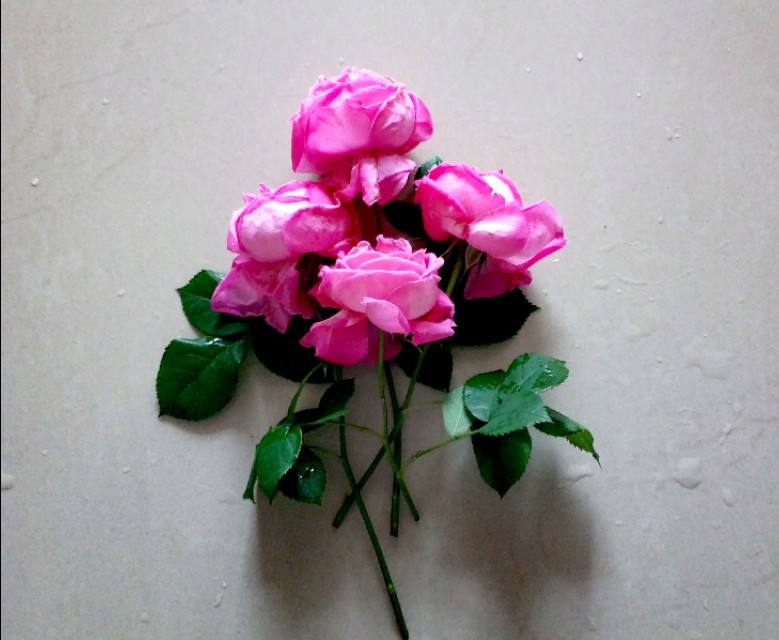 七篇中考高考满分作文：关于感恩，关于快乐，关于爱