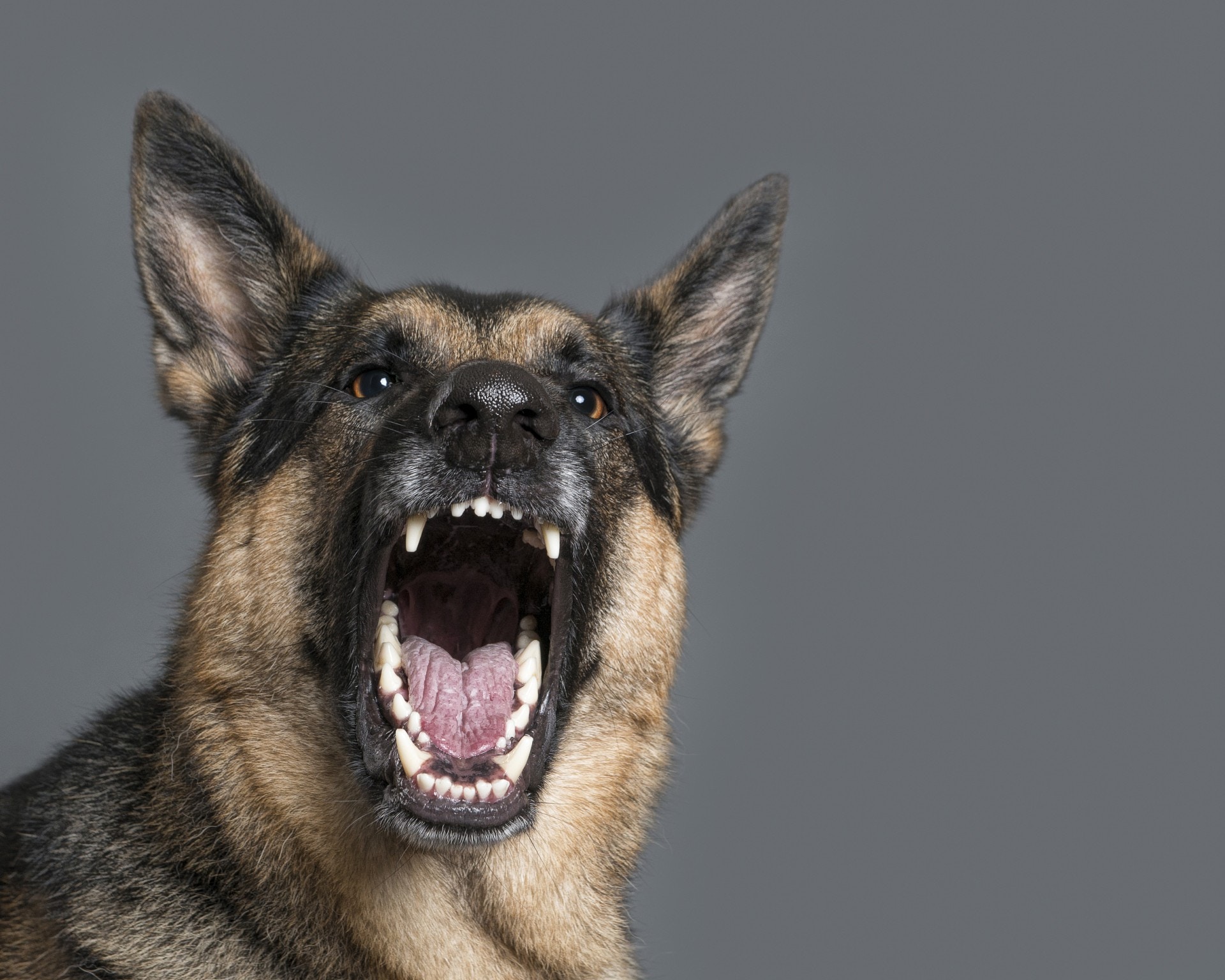 如何让狗狗的(不想让狗狗叫怎么办) - 家电维修网