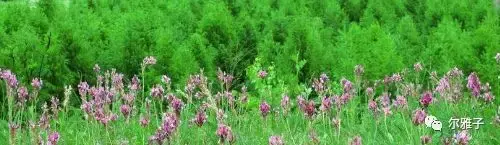 血色残阳毛坦厂（完整篇）