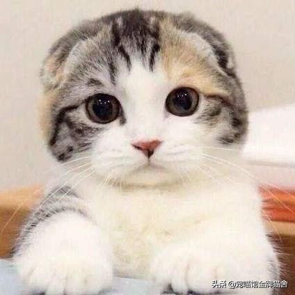 建议十二星座养的猫！有些可能听都没听过