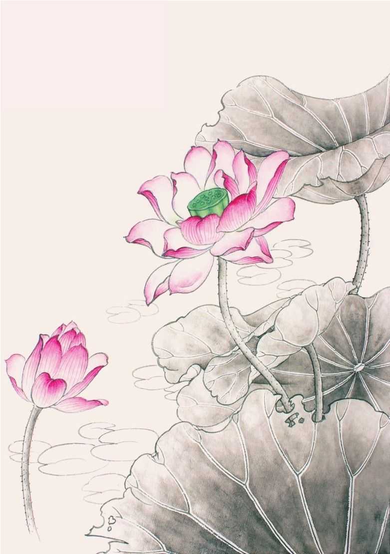 工笔画教程:荷花白描线稿和上色详细步骤图解,简单易学,收藏!