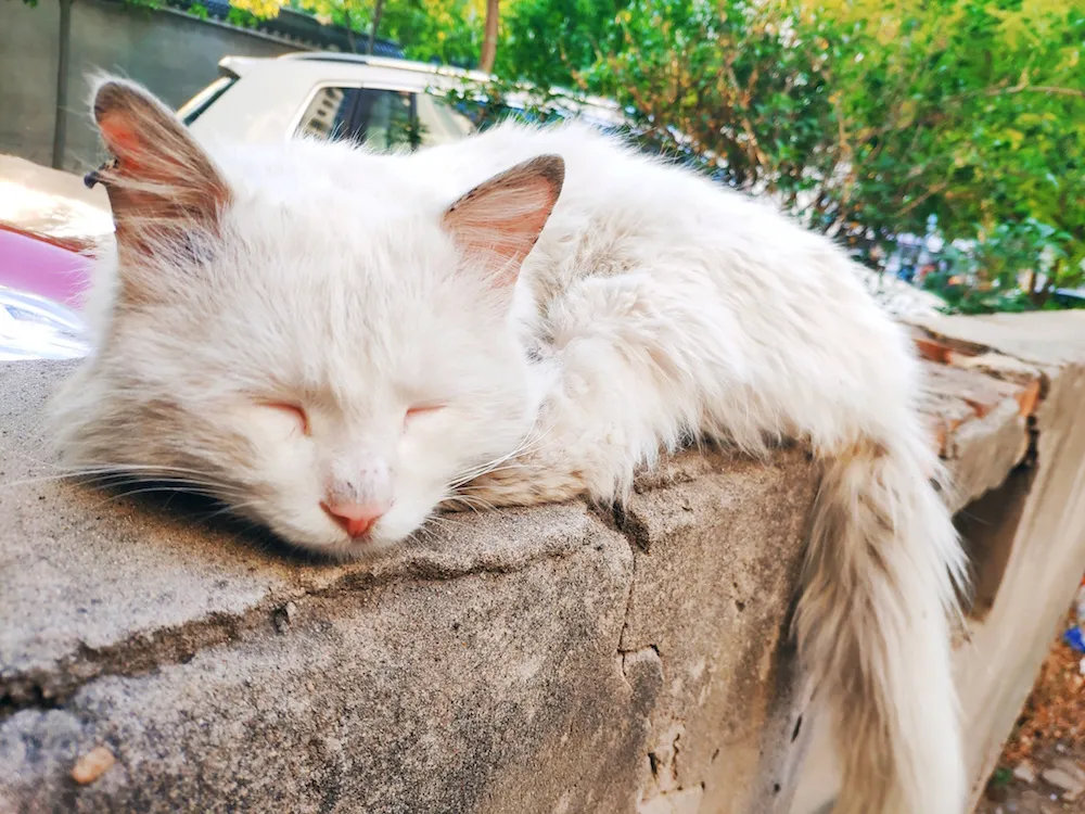 中国临清狮子猫：颜值高身体好，性格温顺又粘人，丝毫不输布偶猫