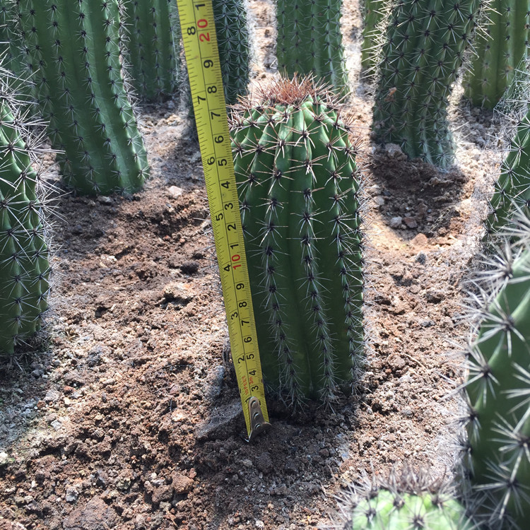 仙人掌种类(仙人掌种类介绍)