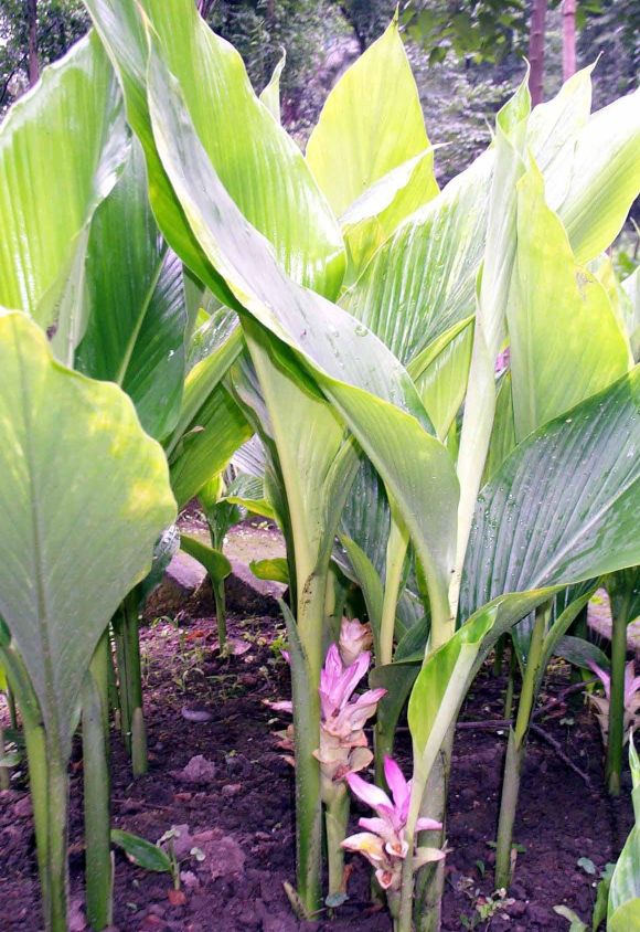 郁金的功效与作用郁金被誉为活血行气解郁之要药