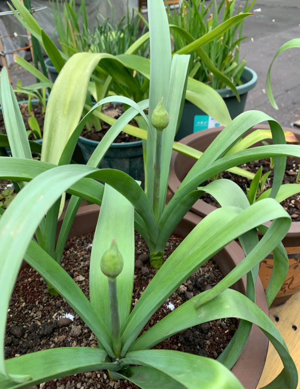 做好3点,花球大,颜色好看,年年开