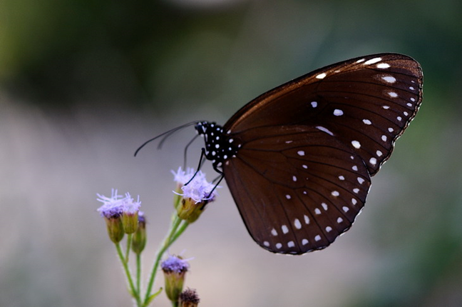 黑虎斑蝶图片
