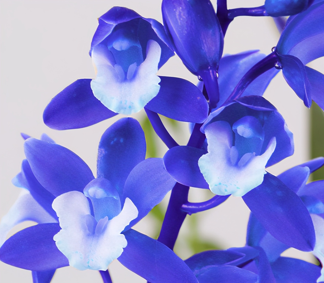 蓝色宝石兰花怎么养不容易死记得收藏