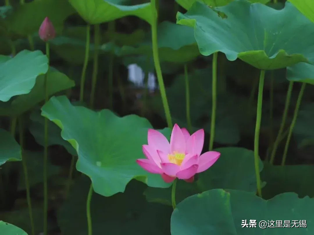 荷花几点开放（几处早荷邀人醉宜兴赏荷地图请收好）