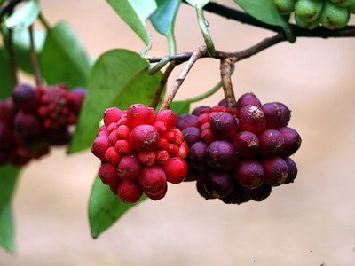 会流血的藤即大血藤,见过吗?用于肠痈腹痛,急,慢性阑尾炎