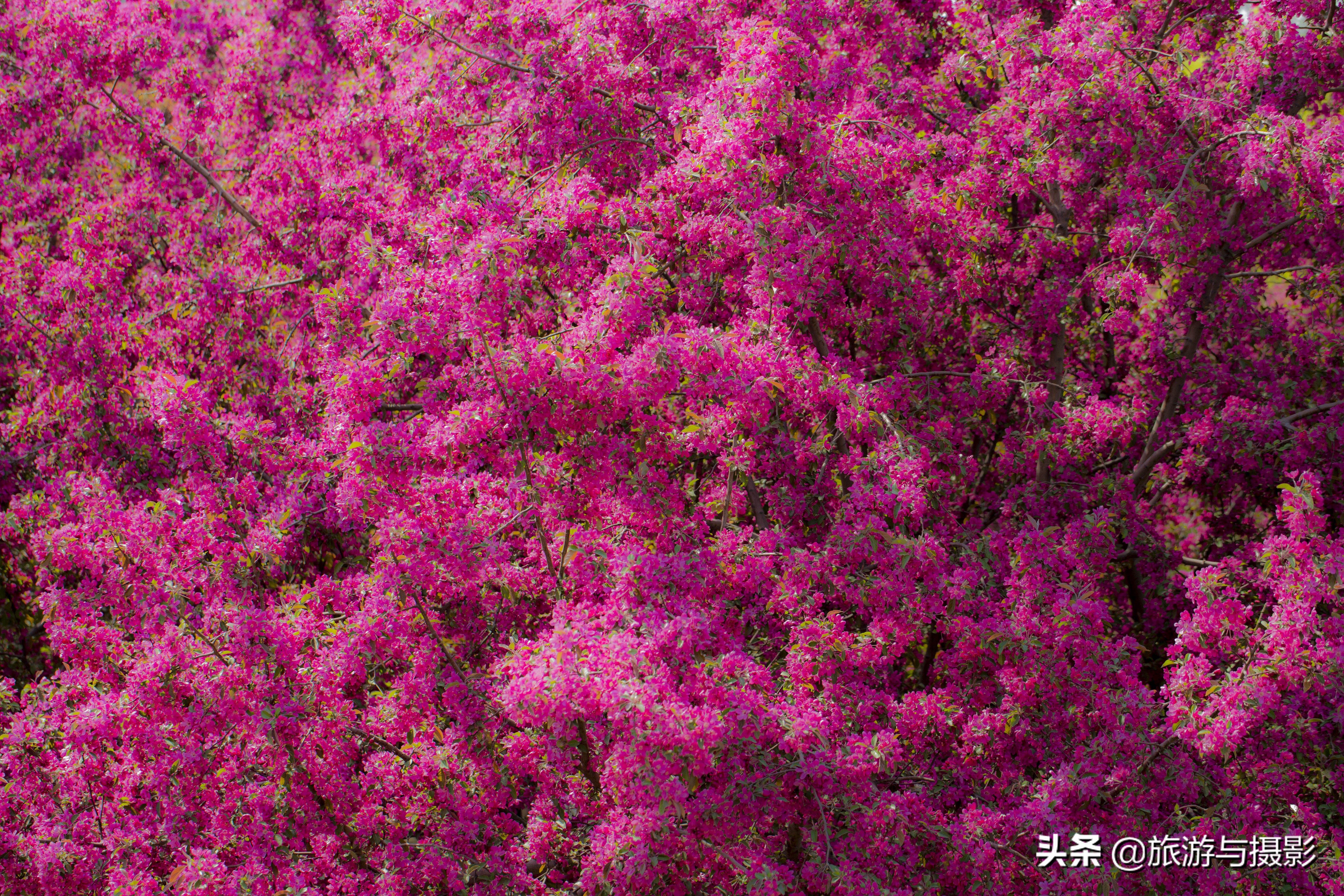 海棠花古诗美图38首