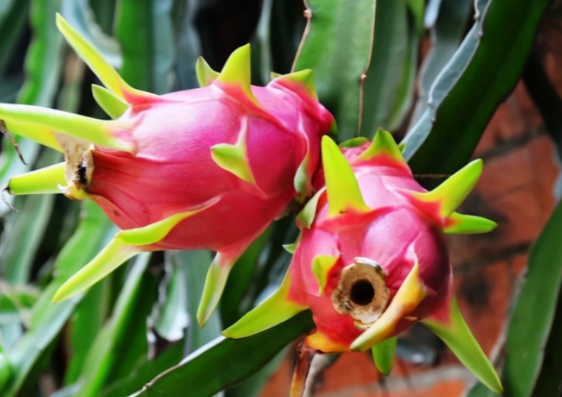 火龙果树是什么样的盆栽火龙果也能开花结果没错只需做3步就能挂满大