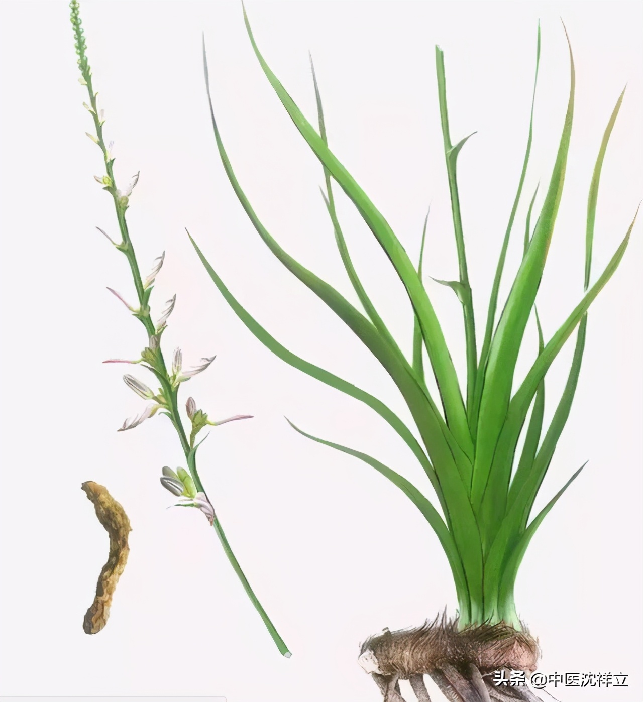 知母的功效与作用禁忌-我的快乐小窝