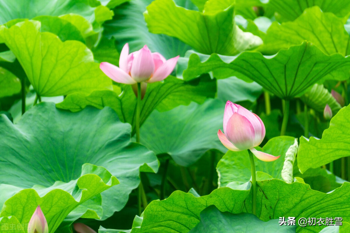 忽尔仲夏，六首仲夏美诗，寻找夏天里的幽静和诗怀