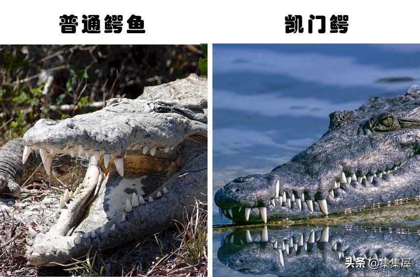 易被混淆的事物：因为太过于相似，经常被人们搞混的7对事物