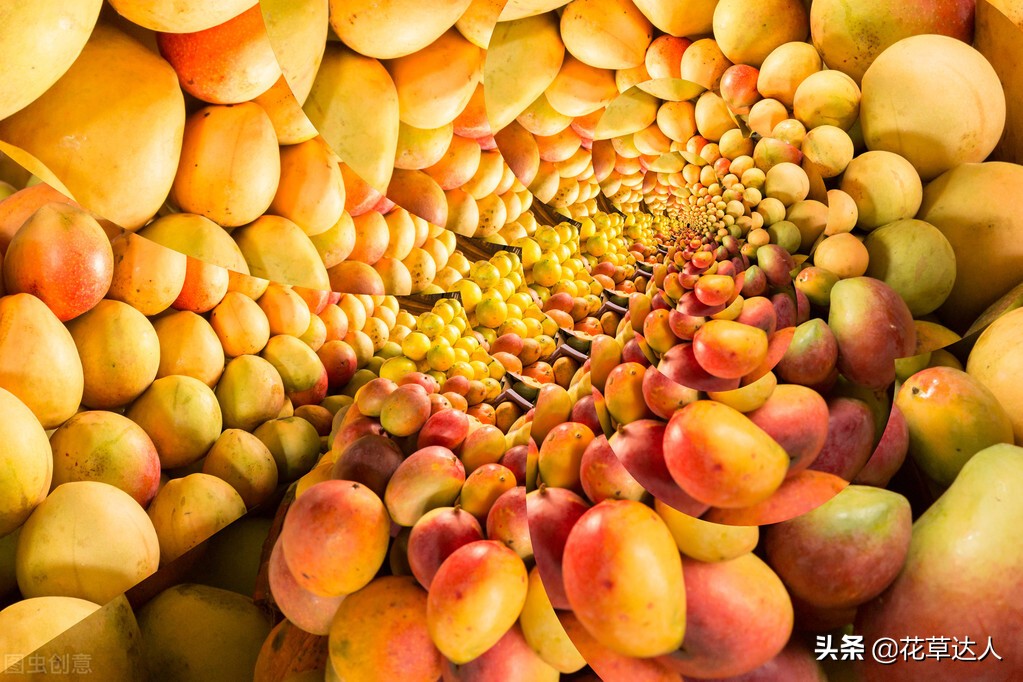 芒果怎样保存时间长 芒果保存方法总结