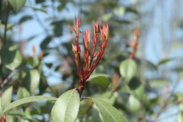 惊艳眼球！最近，陕西高校“最美校花”高清大图曝光