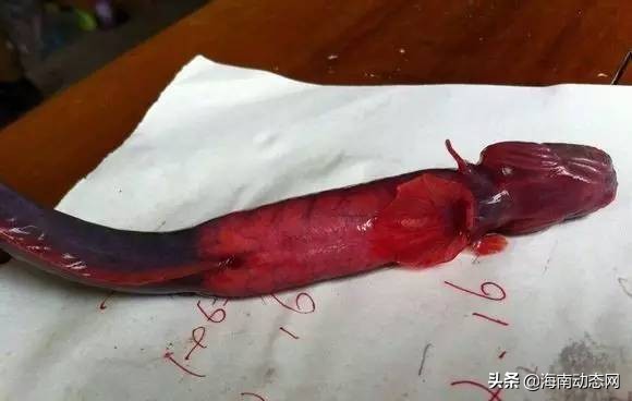 海魚圖片大全,海魚圖片大全及名稱