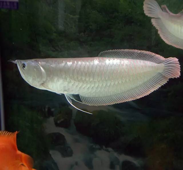 銀龍魚價格,銀龍魚價格多少錢一只