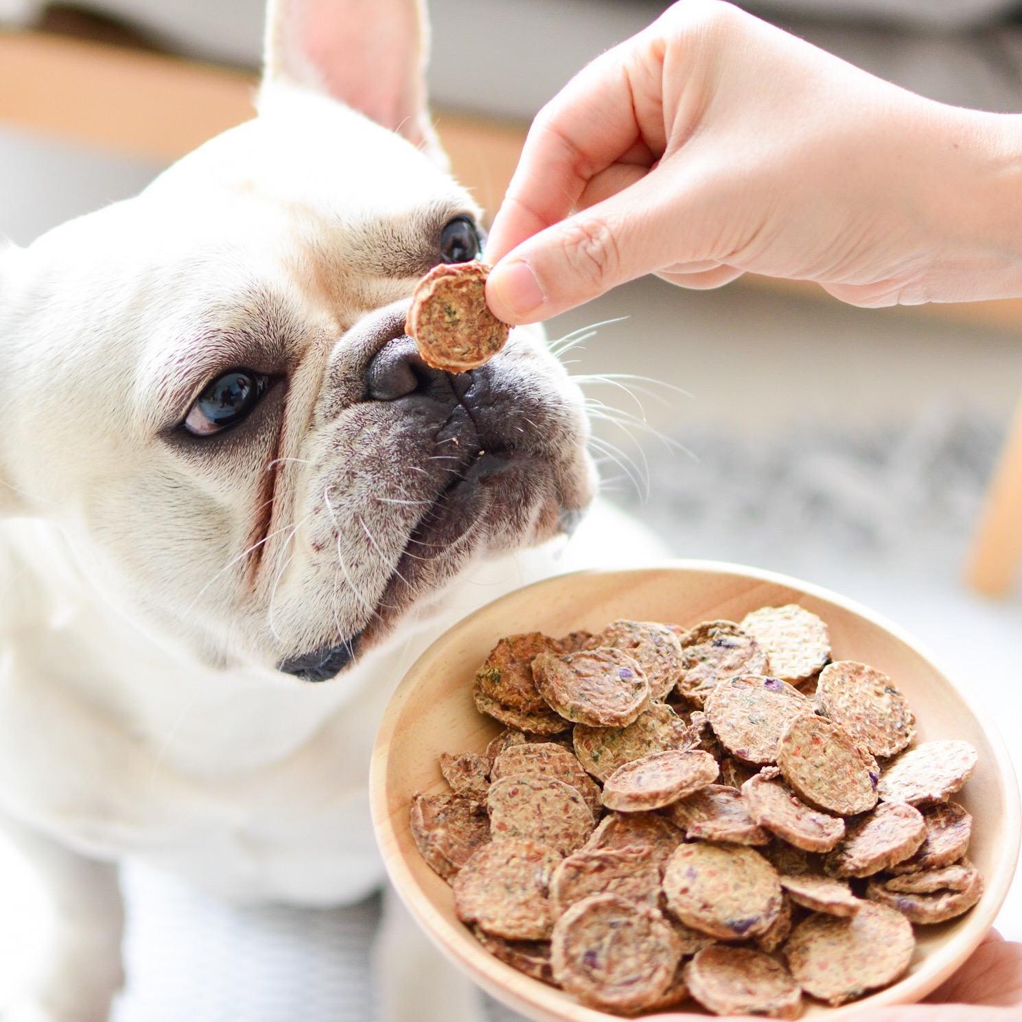 狗零食推荐的牌子有哪些，如何选择狗狗宠物食品？