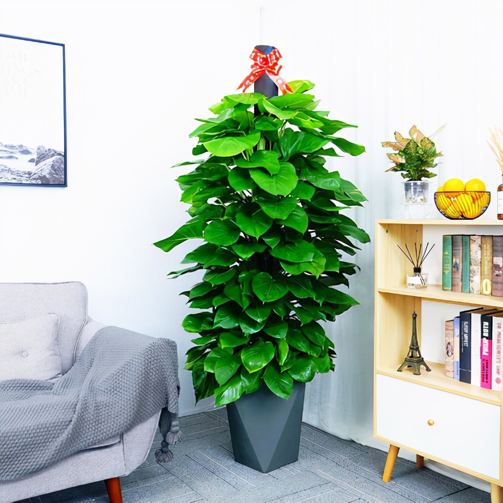 能“养人”的10种花，有的能吸废气、有的可以食用，种了不后悔