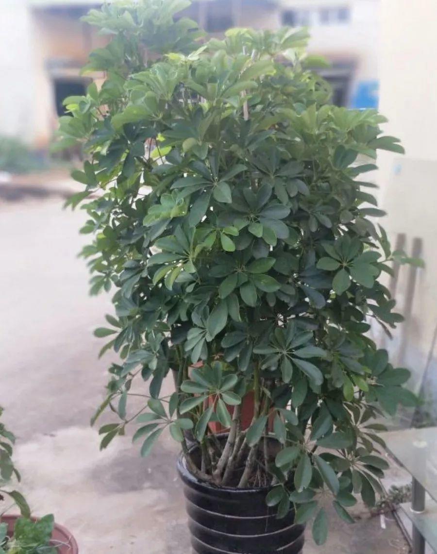 客厅放盆鸭掌木,守家旺财,一养就能养20年