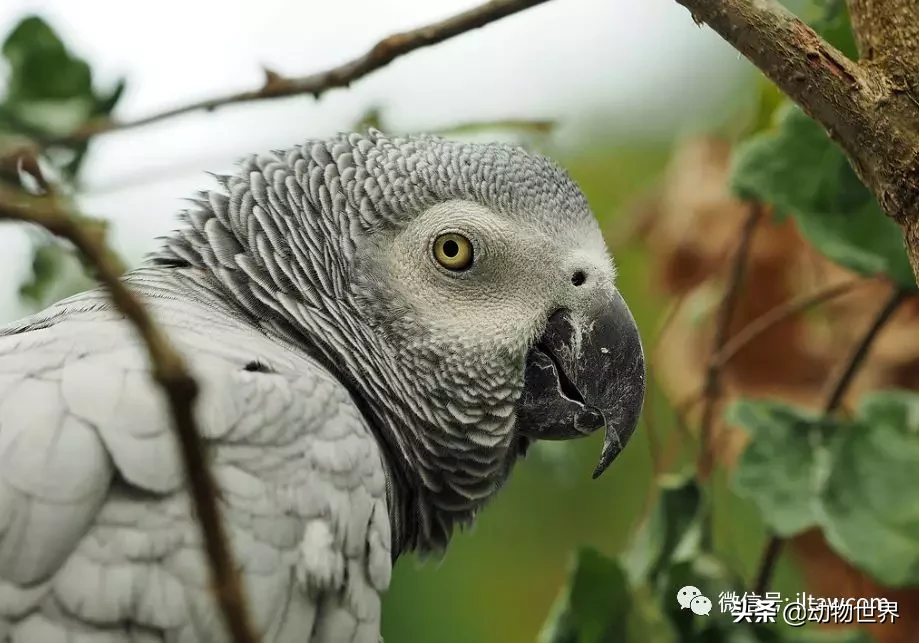 非洲灰鹦鹉图片（最聪明的鸟类之非洲灰鹦鹉介绍）