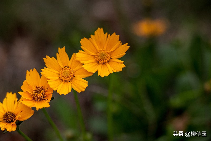 用16张照片讲述16字口诀，学会4个摄影技巧，拍好秋日菊花