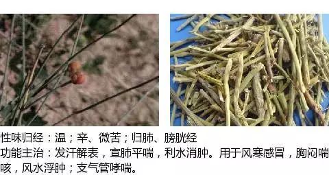 300个中草药图谱（附主治功效），知道一半就太牛了（上）