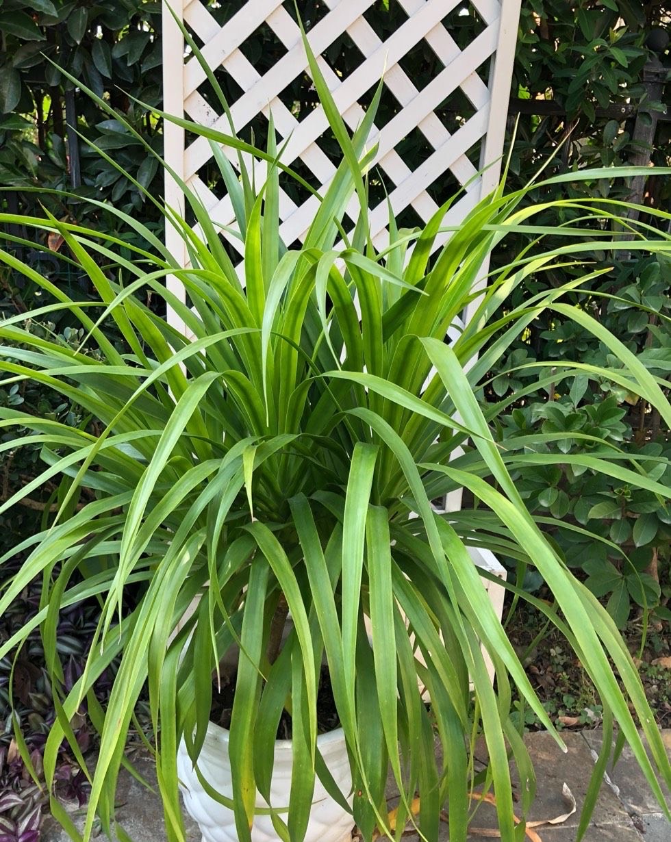 龙须树,又叫做香千年木,龙血树,它的叶片长长的,翠