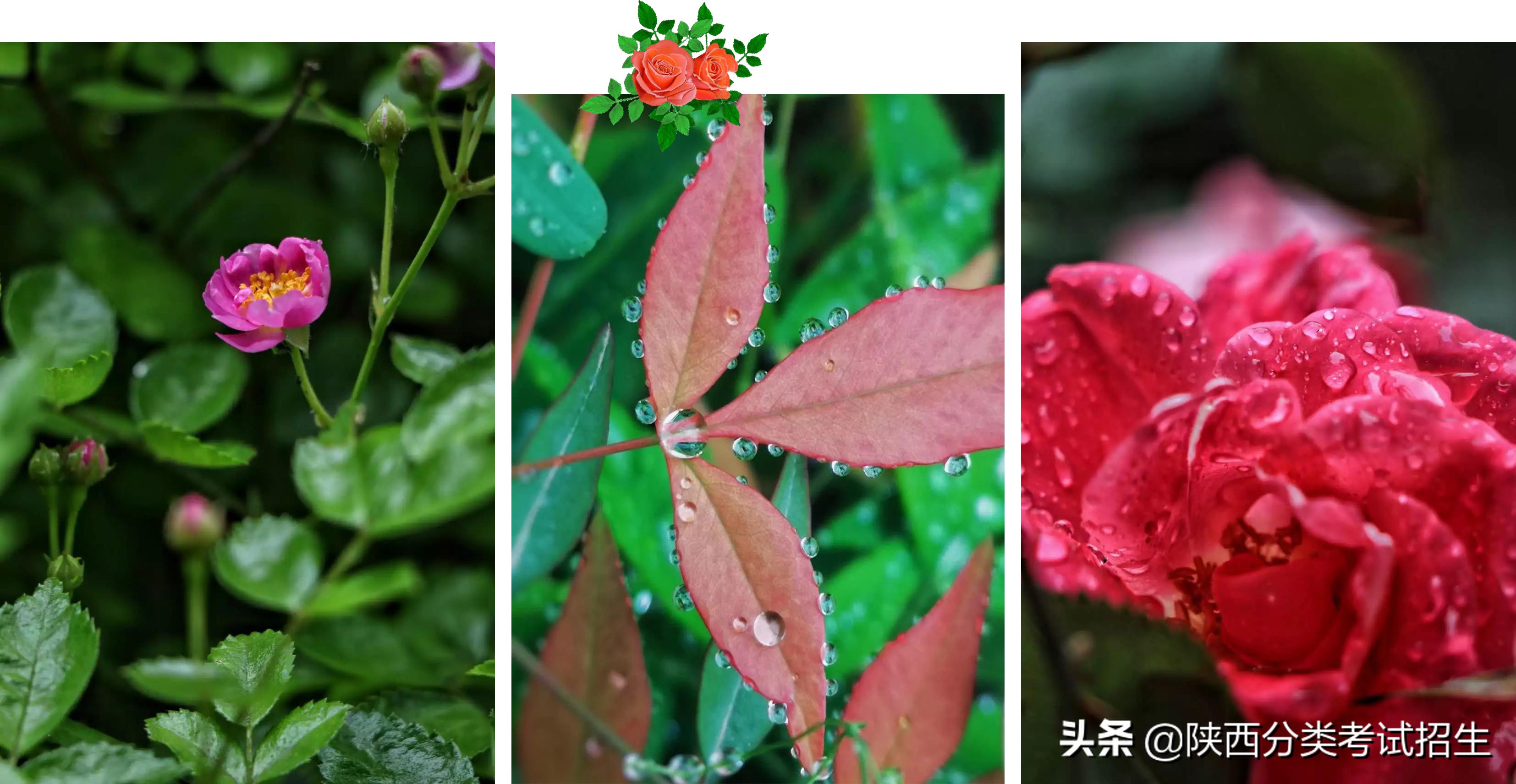 实事求是 朝气蓬勃 ‖ 陕西青年职业学院