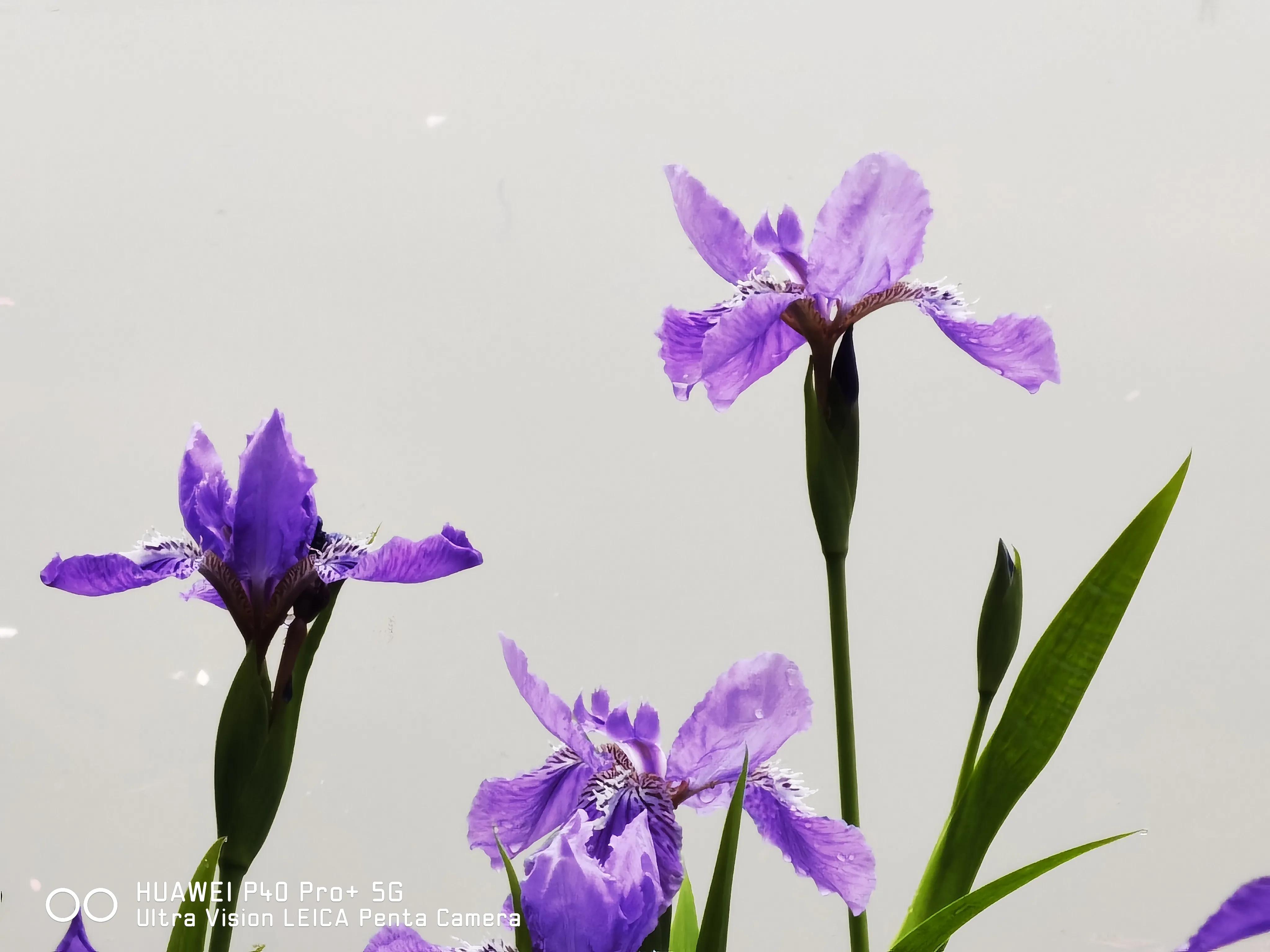 每日一诗《过零丁洋》