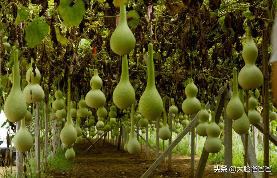 说说女娲当年那些事儿/咱们需要知道的上古神话那些事-15