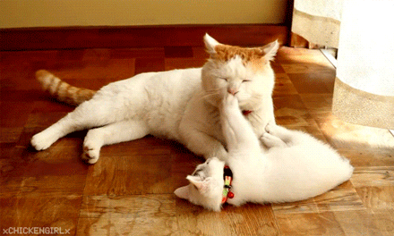 猫咪经常流泪是什么原因引起的？常见的猫咪眼部疾病有哪些？