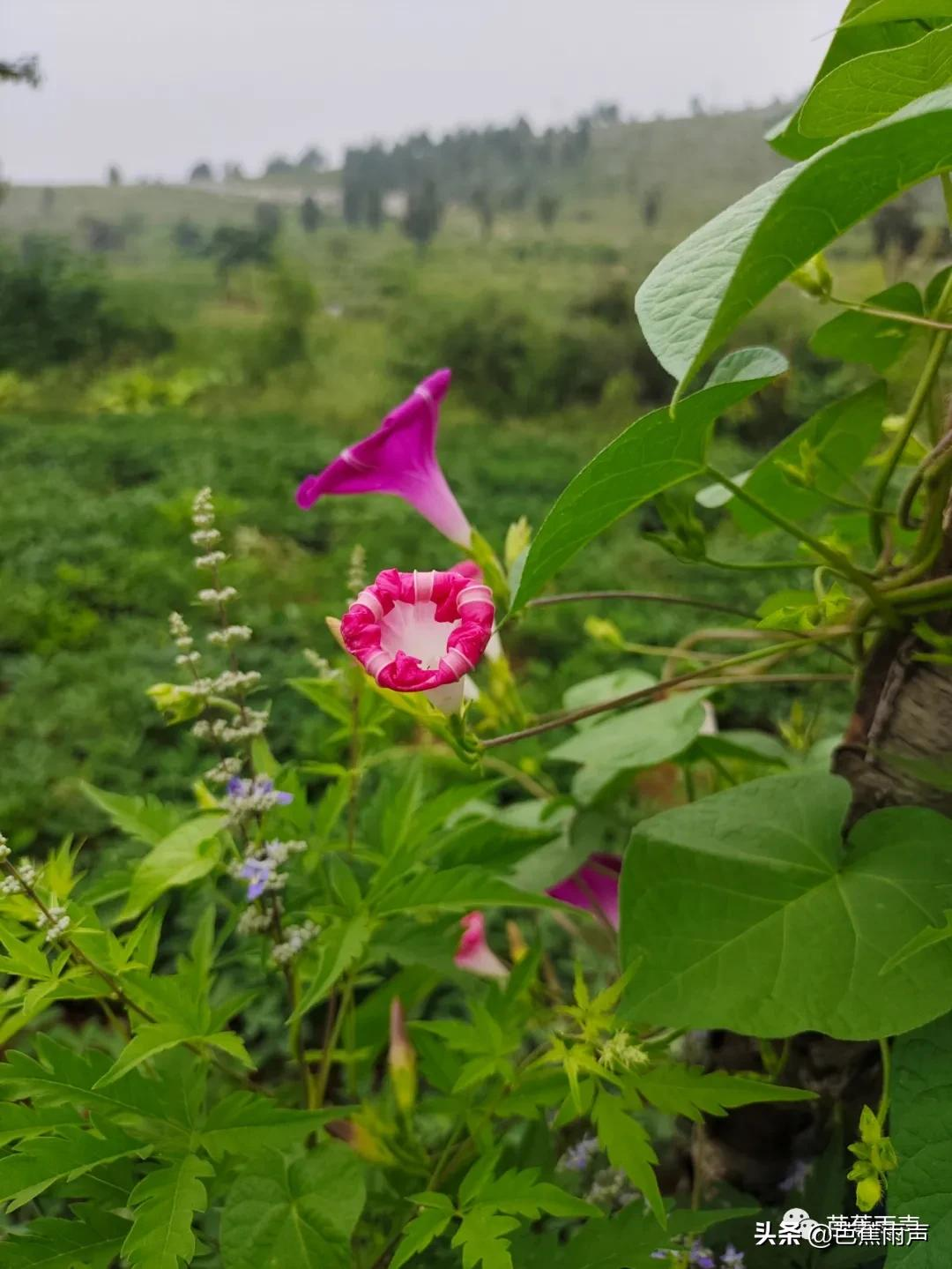 秋花冉冉，微风凉