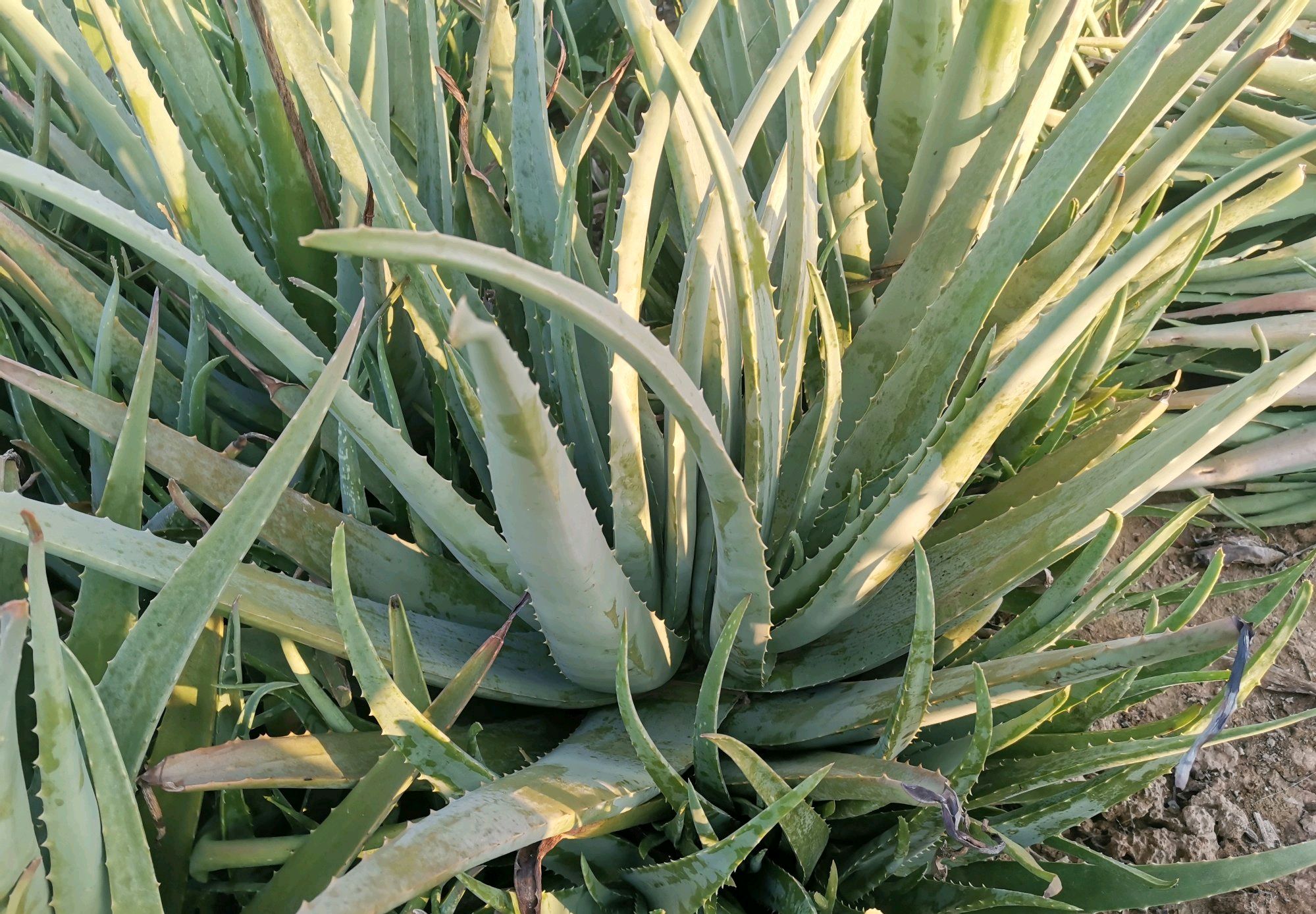 朋友送的库拉索芦荟,怎么上盆养护,对盆土有什么要求吗?