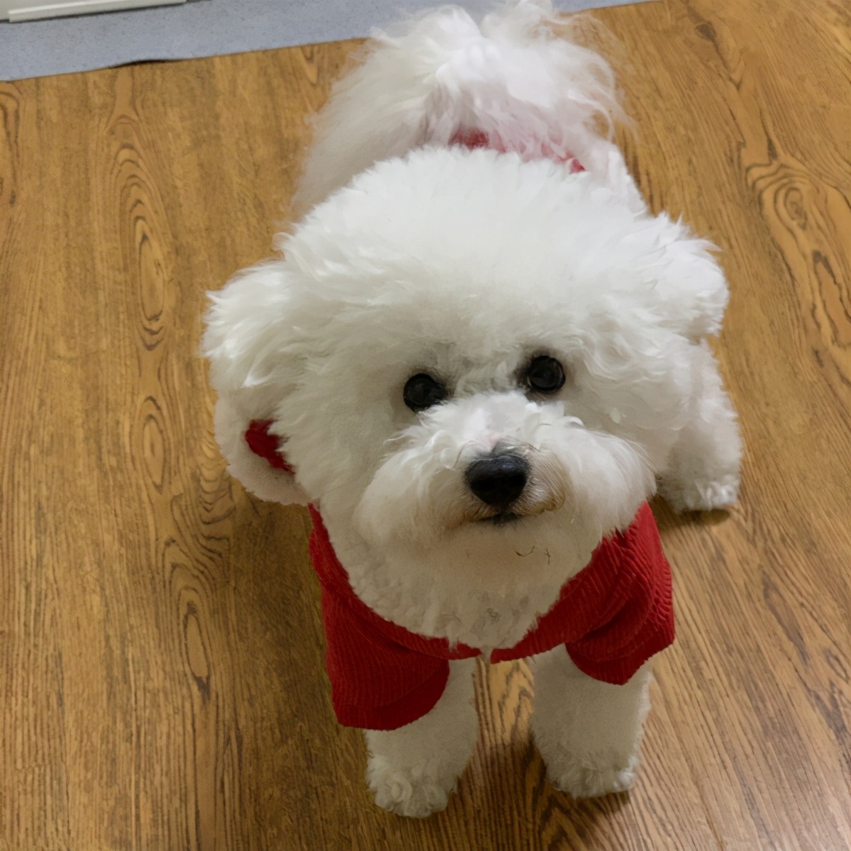 没养比熊之前,总是跟朋友们说走就走的玩耍,养比熊时间长了之后,无论