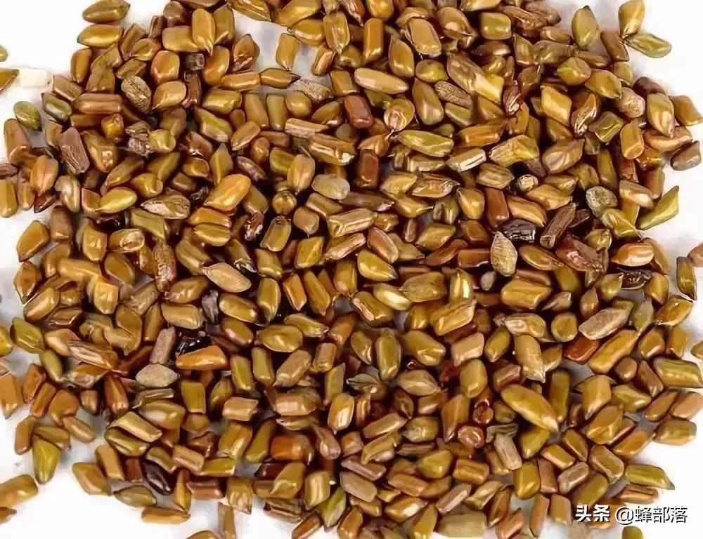 什么藥材好種植,什么藥材好種植又賺錢