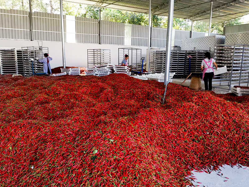 辣椒烘干设备怎么选？辣椒烘干机多少钱？