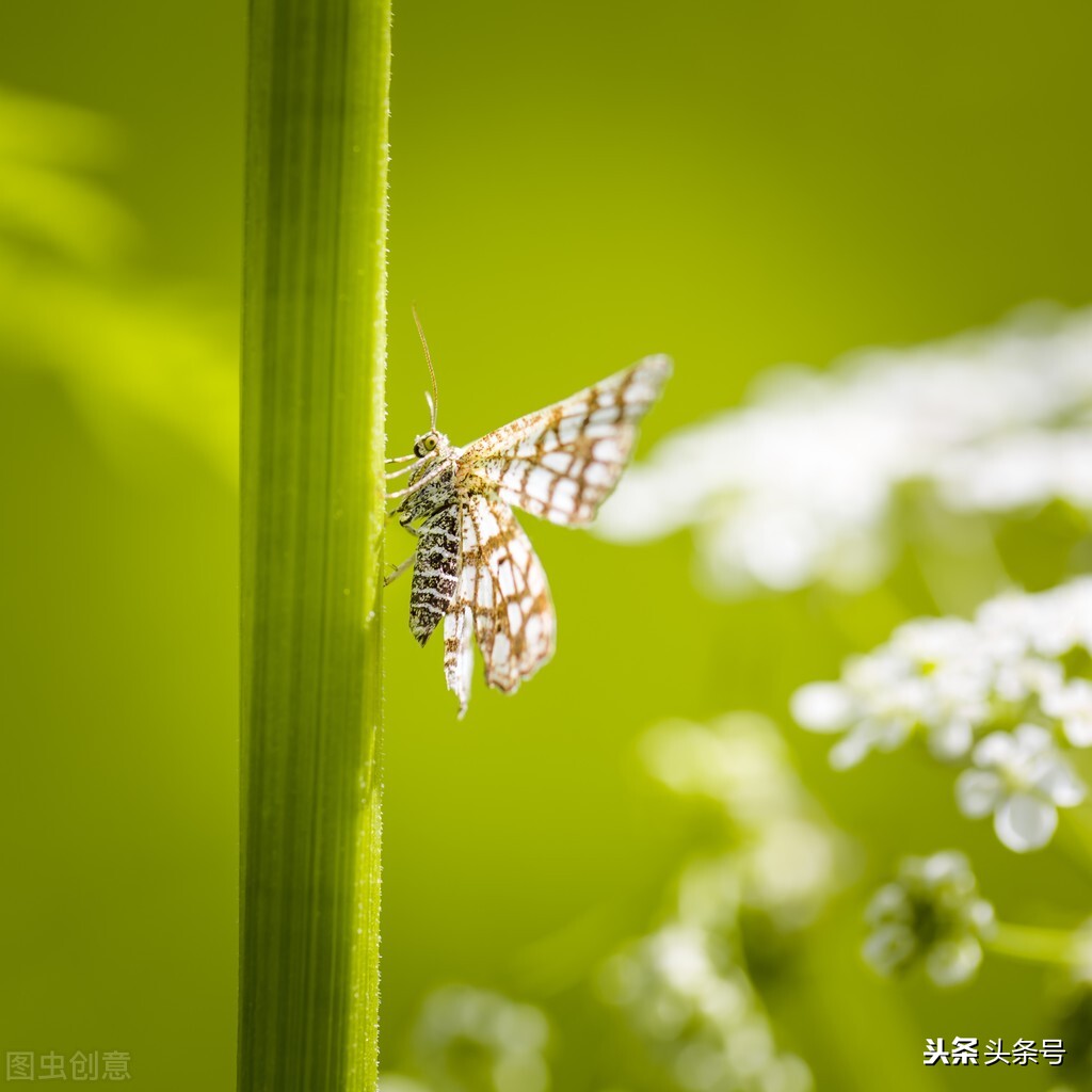 会绕圈子，不碰钉子