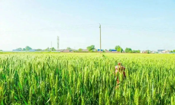 没想到，西北农林科技大学竟然有“两副面孔”