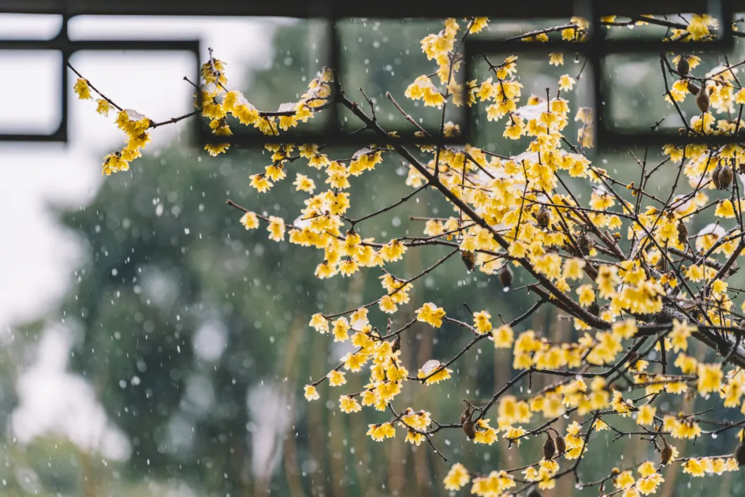 白居易深夜失眠想念初恋，写下凄美的一场“夜雨”，读来令人心碎